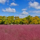 10월12일(일)미사경정공원핑크뮬리꽃구경/가을소풍&amp;민속놀이합니다. 이미지