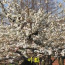 붕어의 신 이미지