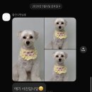 황언니 펫살롱 네이버블로그