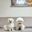 하이원클럽 | [강원도 정선] 댕댕트레킹 애견동반 숙소 &#39;하이원리조트 힐콘도 D동&#39;
