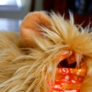 고양이 모자 이미지