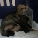 산타클라라동물병원 이미지