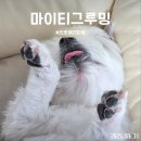 수그루밍 | 천호 애견미용｜2년째 다니는 마이티그루밍 솔직후기