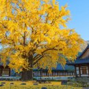 다들 내장산 가느라 몰랐죠" 입장료 ‘0원’인데 단풍은 천년급인 숨은 명소 이미지