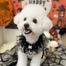 코코바리 이미지