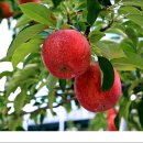 정명호농장 이미지