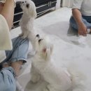 피피브레드 | 동탄강아지케이크 피피브레드의 수제애견간식