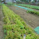 푸른샘농장 이미지