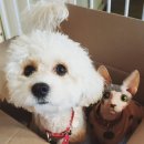 미용할개 이미지