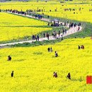 낙동강관리본부 대저생태공원 6 이미지