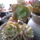 니크 카카오 검색결과