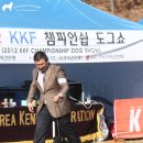 퍼피로비 이미지