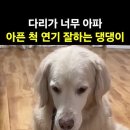 나도 병원 데려가개 이미지