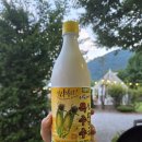 모래불 펜션 | [강원도 정선] 강아지가 반갑게 맞이해주는 숲뷰 독채펜션, 자연 속 진정한 휴식을 원한다면 스테이모래불