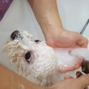 보드레도그 이미지