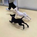 헬로우버디 판교밸리점 | 판교애견유치원 [헬로우버디 판교밸리점] 댕댕이 유치원 후기 사회성 발달과 자유로운 놀이 공간 경험기