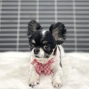 붕가붕가샵 이미지