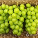 머스캣 이미지
