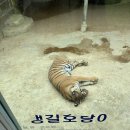 알파카정비 | 어린이날 먹이주기체험 가능한 강릉 쌍둥이동물농장 다녀온 후기