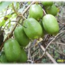 다래와 잣나무 이미지