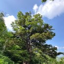 평창 발왕산-8월16일[블랙야크 100] 이미지
