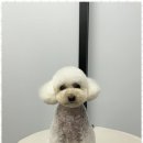 오쿠숑 이미지