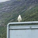 6216 | 노르웨이 뚜벅이 자유여행 4탄