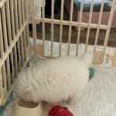 다우동물병원 이미지