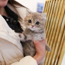 한국지엠 수지바로서비스 | 광교/분당/서초/이천/수지/안양 고사남 분양 후기~!!