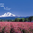 이미개 농장 이미지