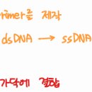 RNA primer 제작 방향 이미지