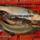 스카이좌대낚시터 Daum카페