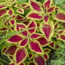 콜레우스(Coleus) 이미지