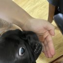 뭉치동물약국 이미지