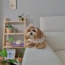 안나펫살롱 | [율무 미용 기록 및 후기] 좋은 곳이지만 저와는 안 맞았던 안나제니펫샵살롱 (+)결국 타업체에서 수습...