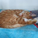 제일종합정비 이미지