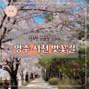 서천지역자활센터고소미 | 경북 벚꽃 명소 영주 벚꽃 서천 뚝방길 꽃구경