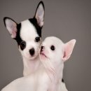 25시동물병원 이미지