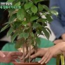 그라비올라 이미지
