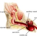 북아현동물병원 이미지
