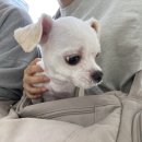피자스쿨도화점