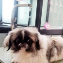 어반독스 이미지