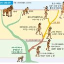 요즘 교과서에서 바 인류 진화 그림 이미지