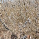 핑크토끼 이미지