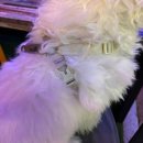 니즈더펫 | 놀로 마틴게일 하네스, 니즈더펫 리드줄 리쉬 내돈내산 6개월 사용후기