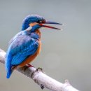 더불어락 노인복지관 공생의 방 | 여러 종류의 새