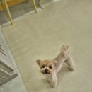 강아지집 미용실 이미지
