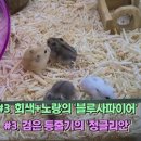 미니펫스쿨