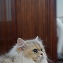 애월캐터리 이미지