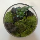 소미 | 집에서 즐기는 수원 테라리움 소미빌리지 테라리움 DIY 키트 후기